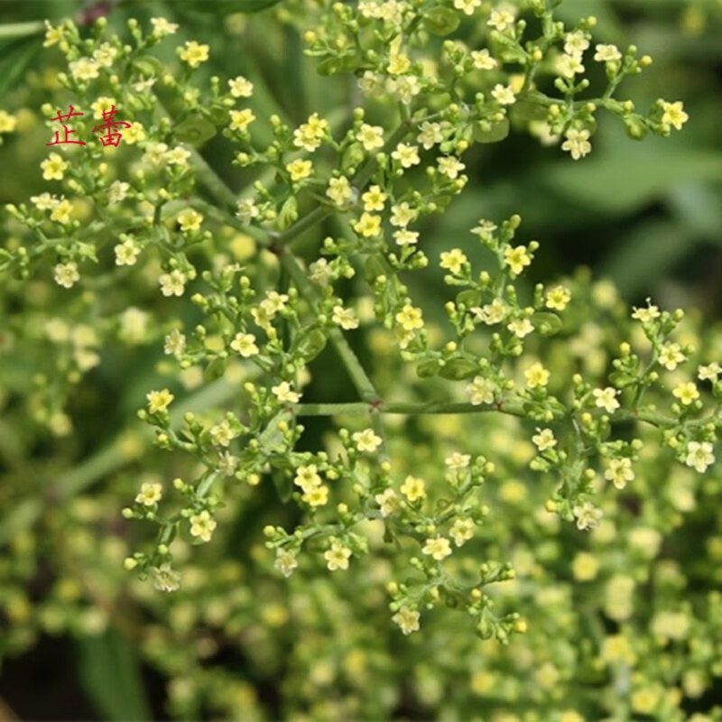 黄花败酱草种子中草药植物黄花龙牙籽山野菜苦菜种子家庭盆栽四季