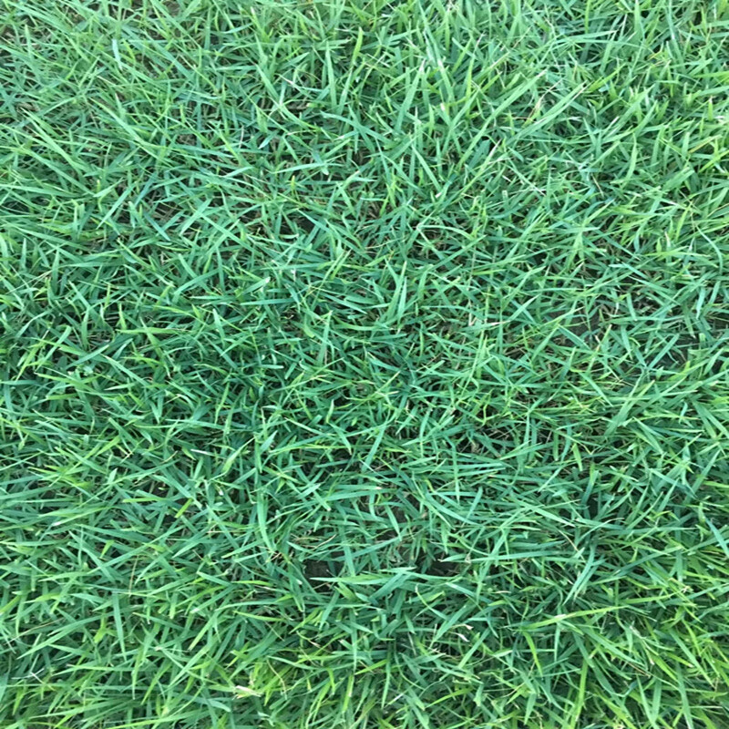 矮生百慕大种子 矮生四季青草籽 耐旱耐践踏 天堂草 草坪种子 进口