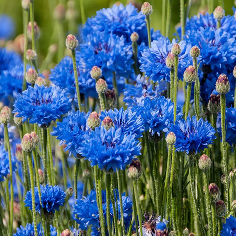 花草林木类京东史低|花草林木类价格走势图