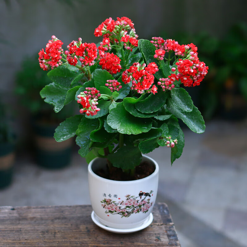 长寿花带花苞盆栽重瓣花四季开花大花苗植物室内阳台花卉好养的花 大