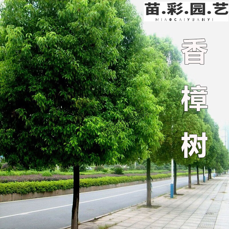 苗彩大叶香樟树苗四季常青绿化苗木香樟树小苗可庭院绿化树苗庭院树苗 12公分粗苗 壮苗