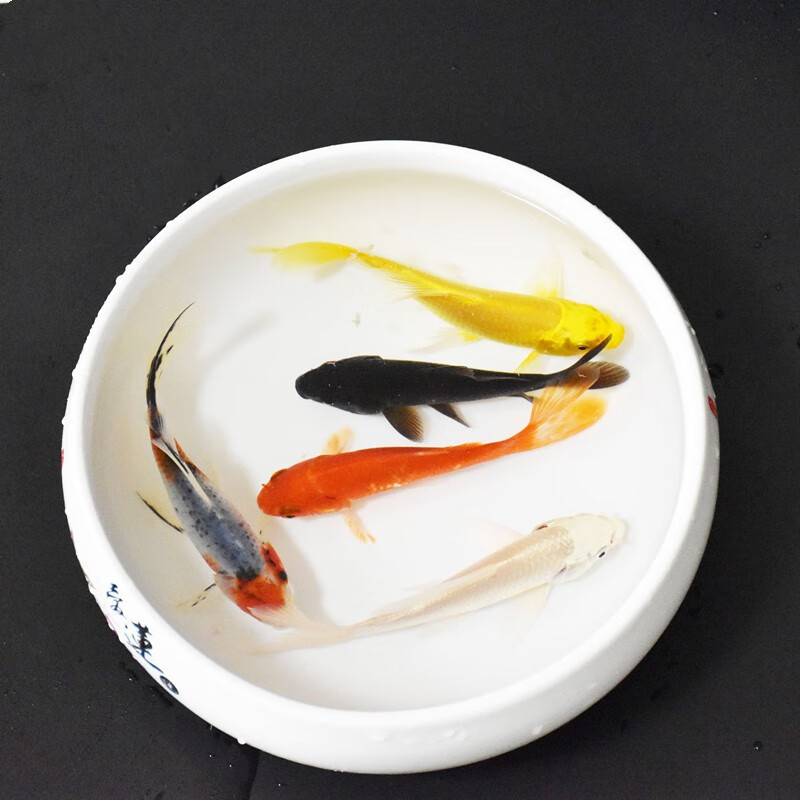 京东直接查看水族活体价格走势|水族活体价格走势图