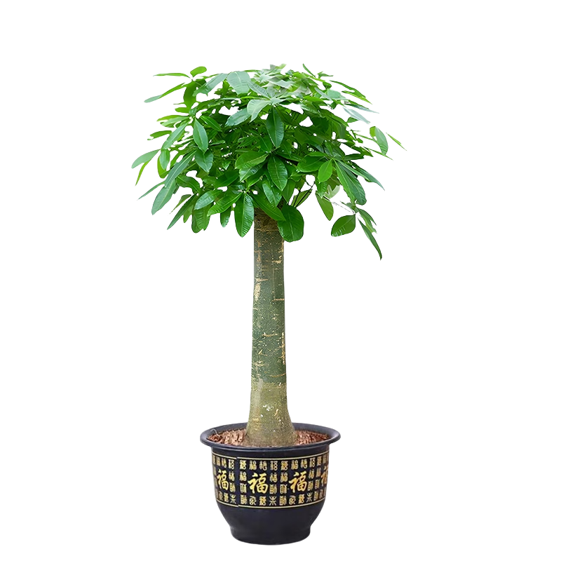 爱优尚发财树大型植物绿植开业乔迁客厅办公室内好养大型花卉源头直发 109.8元