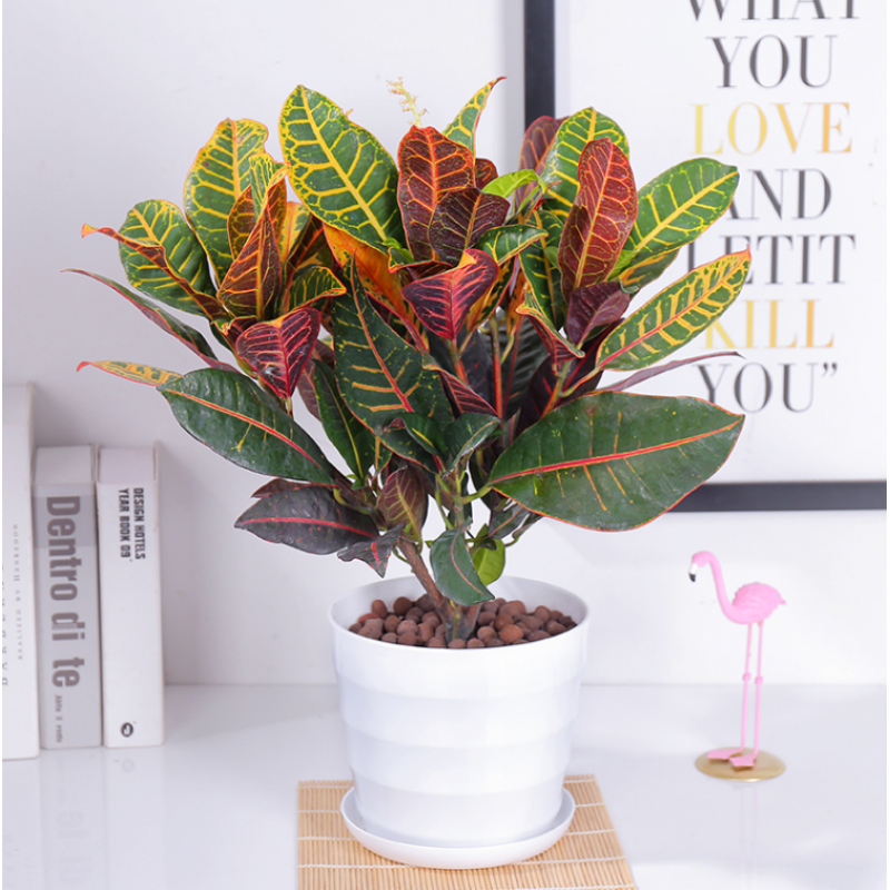 盆栽变色木 绿植 观叶植物 室内客厅 发财树绿萝 洒金榕 花卉 变色木