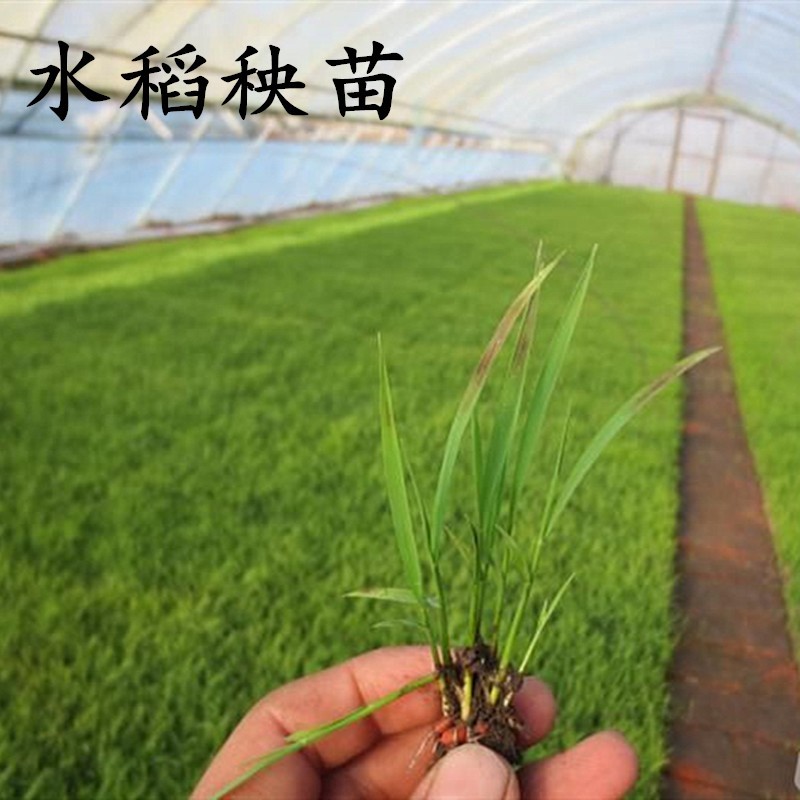 清风苑 水稻秧苗盆栽农田花园苗秧梗稻杂交水稻 100颗