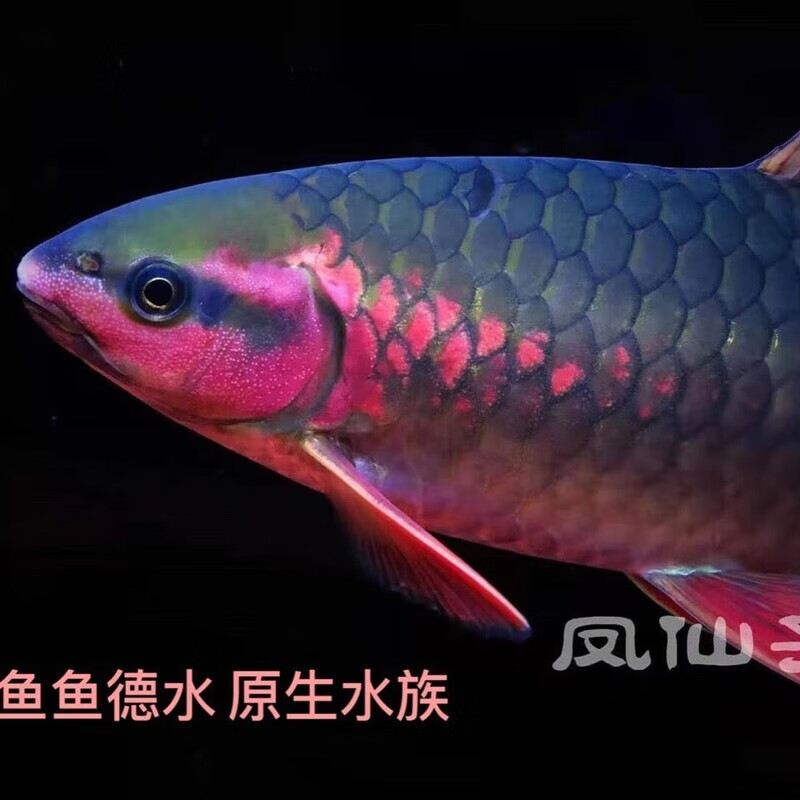 批发倒刺鲃青竹鲤凤仙子鱼红脸吉罗活体冷水原生观赏溪流鱼苗大型鱼