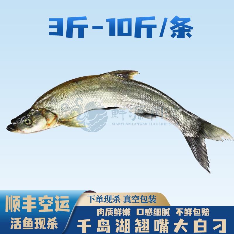 鲜源澜湾 千岛湖翘嘴鱼3斤-10斤/条淡水大白刁白鱼活鱼现杀 空运活鱼