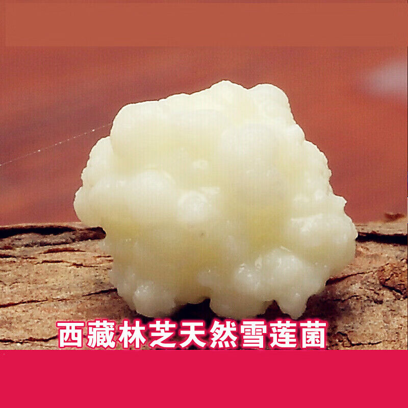 西藏雪莲菌种 藏灵菇菌种 天山雪莲菌种  酸奶菌种 开菲尔菌