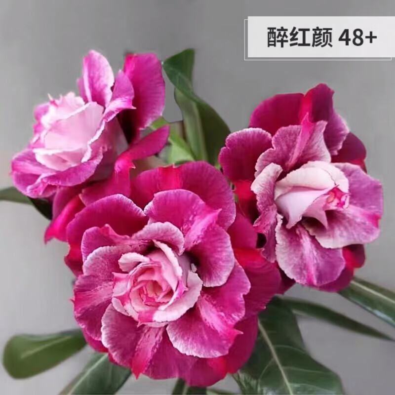 庭院室内美化重瓣沙漠玫瑰盆栽多肉植物嫁接老桩多色花瓣花 醉红颜