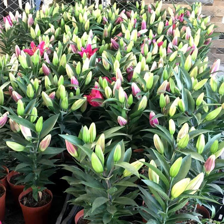 百合花 相关京东优惠商品排行榜 4 价格图片品牌优惠券 虎窝购 百合花 相关京东优惠商品排行榜 4 价格图片品牌优惠券 虎窝购