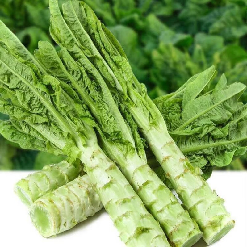 采缇 莴笋批发新鲜香莴笋家种蔬菜新鲜蔬菜批发莴笋新鲜红叶莴笋蔬菜