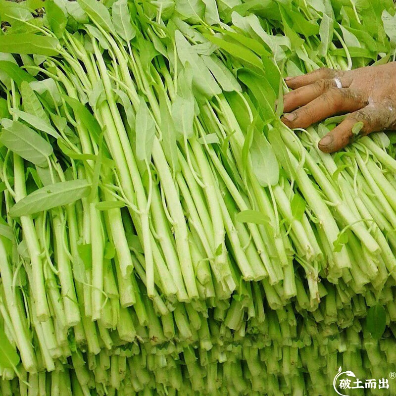 大禹小叶空心菜籽种子苗竹叶通心菜白梗大叶蔬菜春季  白骨柳叶空心菜