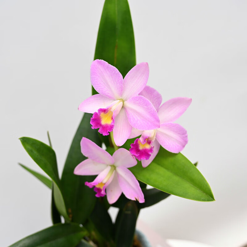 卡特兰花   兰花洋兰卡特兰迷你卡特开花好看室内办公