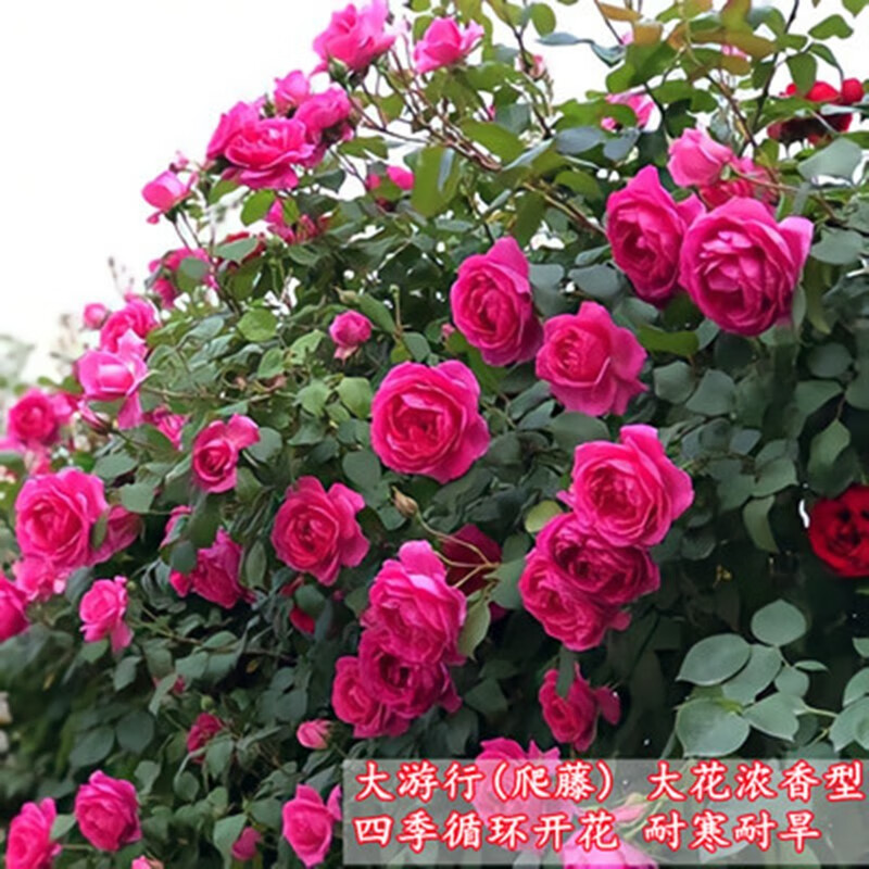 胡丽胡丽爬藤月季藤本欧月花苗四季开花南方北方好养花园庭院爬墙植物