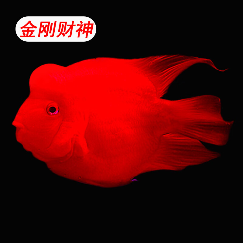 红财神鱼红色鹦鹉鱼观赏鱼淡水热带招财鱼元宝鱼财神鱼发财鱼 8-10cm