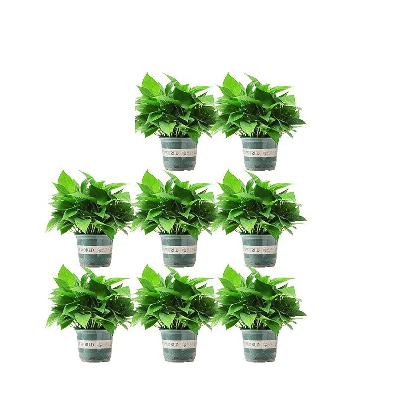 华煜绿萝盆栽室内家居水培绿植新房绿色植物 绿萝带加仑吸水盆8个装
