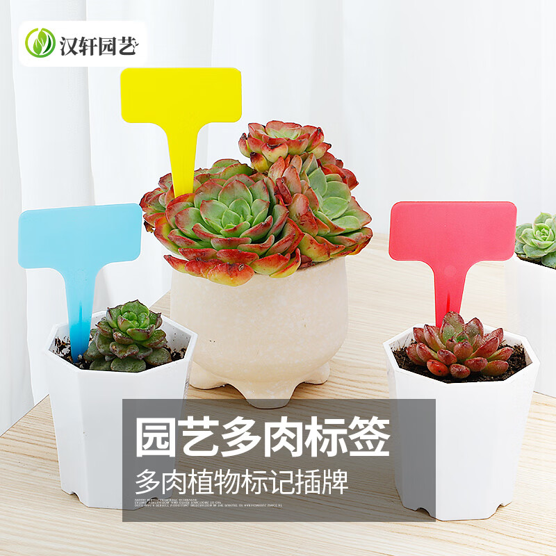 汉轩 园艺标签牌t型防水彩色塑料花卉牌多肉植物花盆花名字插地小插牌