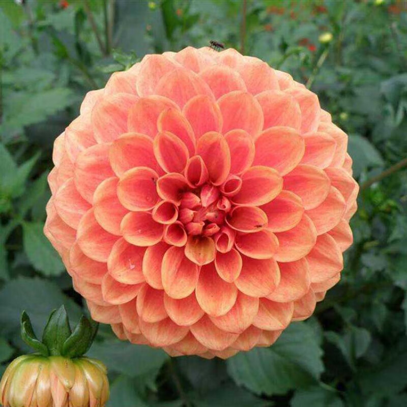 曼杉园 大丽花种籽多年生花种多季开花易活花种大全室内室外庭院花