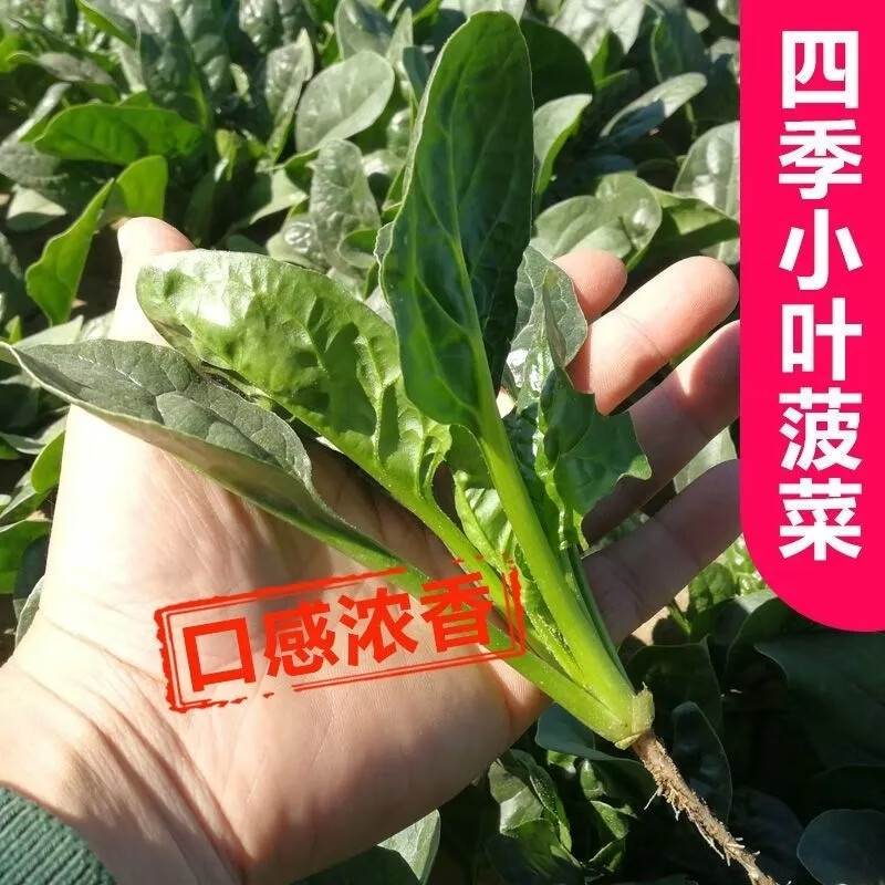 小叶菠菜种子图片图片