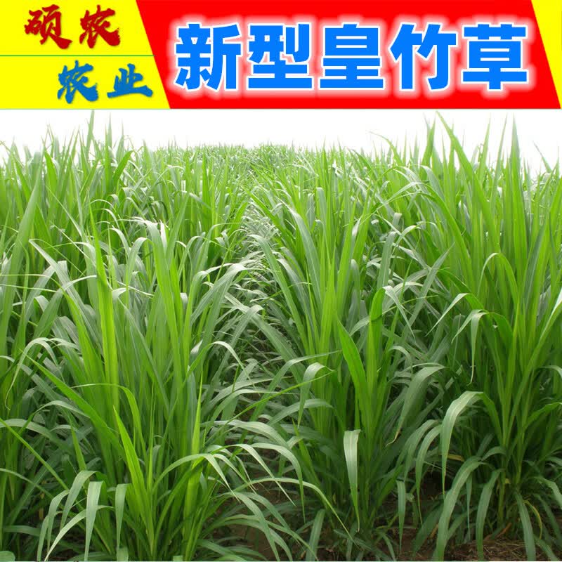 皇竹草种节芽苗种籽青贮牧春籽牧草 【新型皇竹草:种节】100节