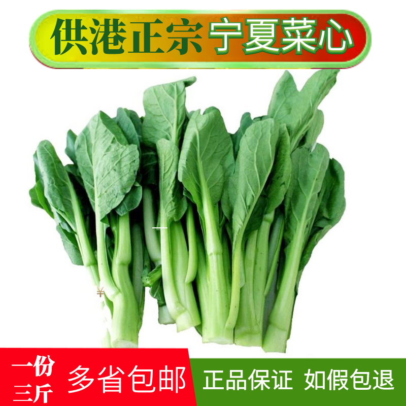 新鲜宁夏菜心 广东菜苔供港蔬菜塞上江南种植粤菜专用