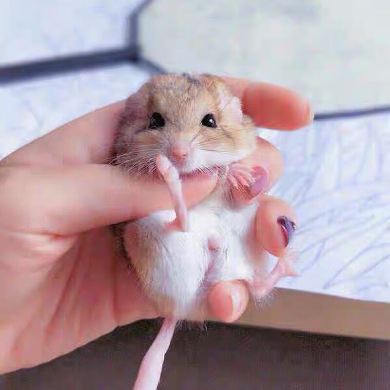 疫种通心粉鼠活物宝宝通宝北非肥尾沙鼠仓鼠宿舍萌宠物