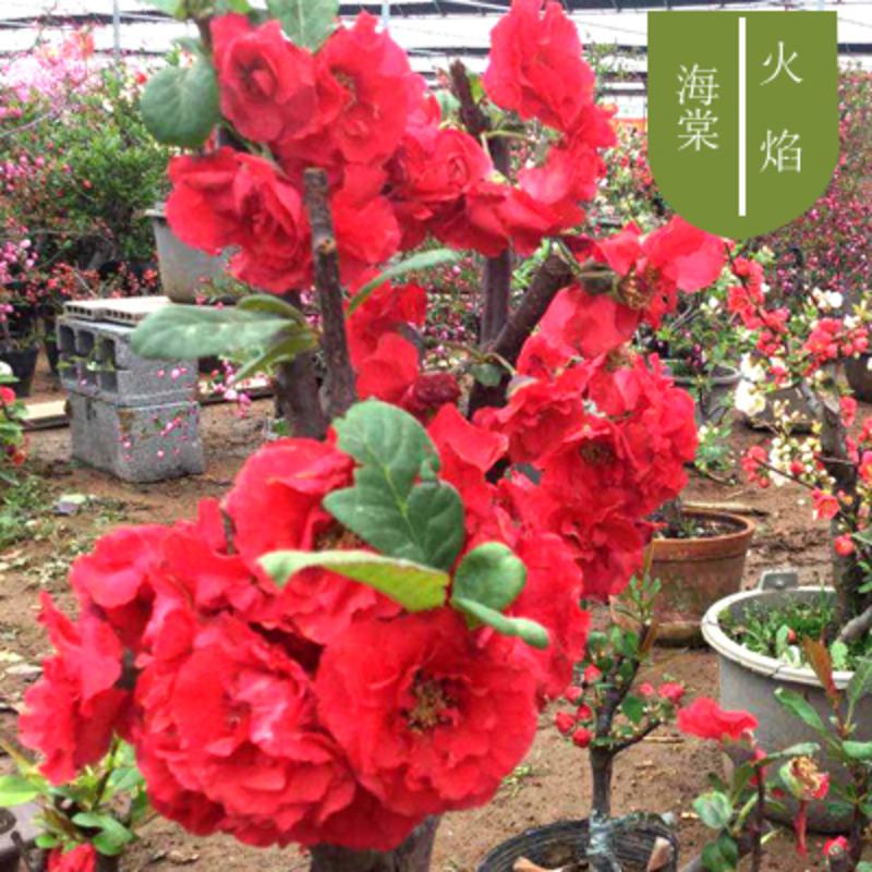 买2棵送1棵】重瓣海棠花苗盆栽地栽盆景室内外花卉庭院阳台植物 火焰