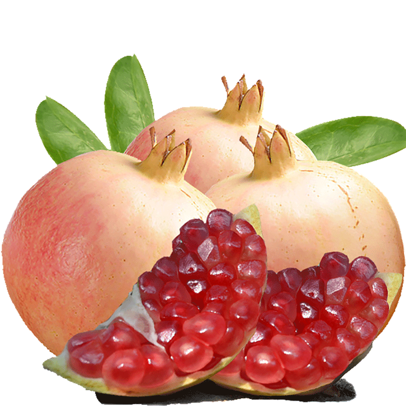 哪里能看到京东苗木准确历史价格|苗木价格历史