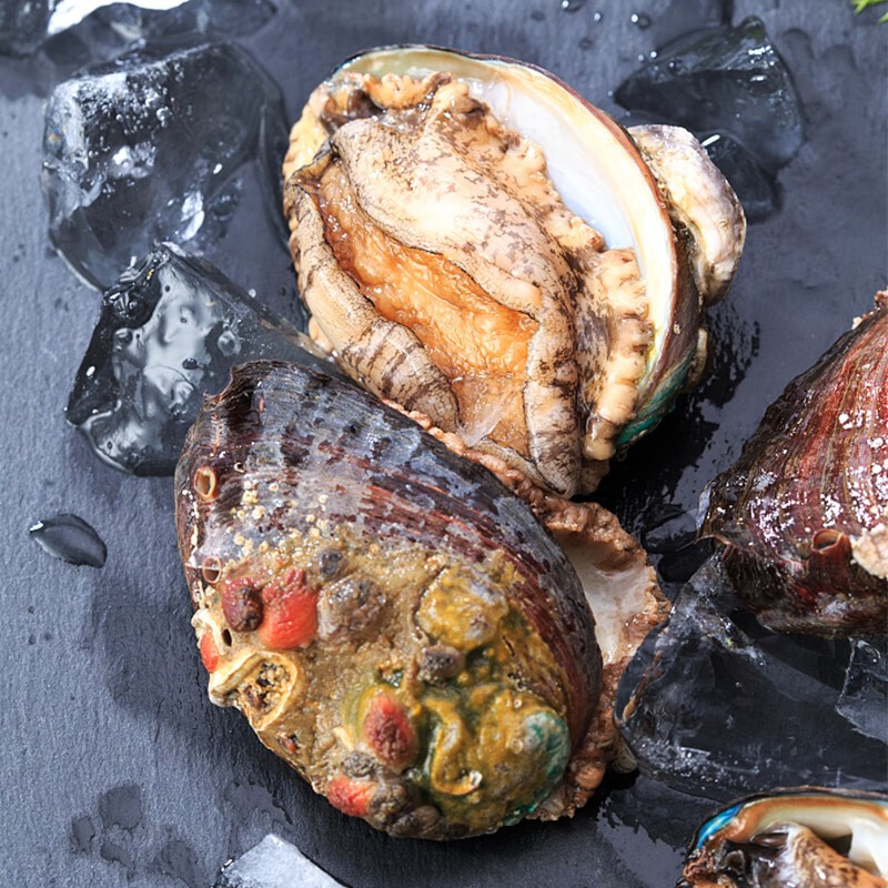 海泽鲜 京选新鲜活冻大鲍鱼9-11头/500g 生鲜贝类 深海九头鲍 海鲜水