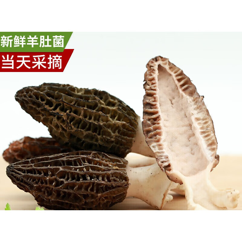 羊肚菌新鲜羊肝菌羊肚茵仿云南特产菌类羊杜菌特级羊肚菇500g