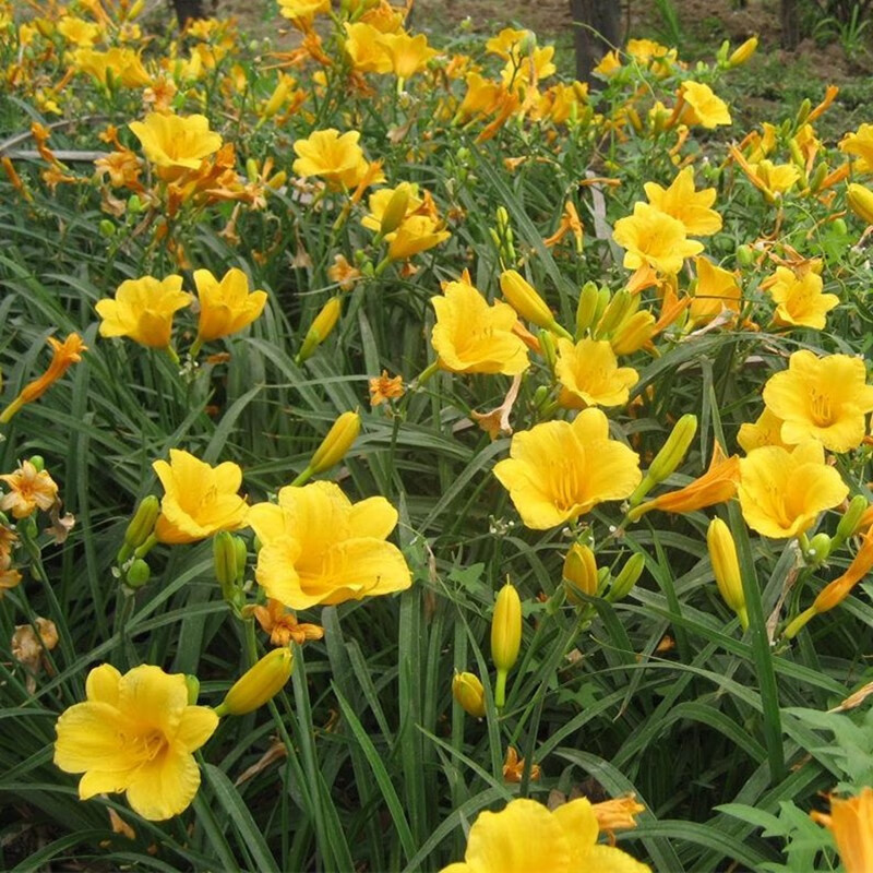 侬律 金娃娃萱草花 南方北方室外庭院花园阳台耐寒花卉 花坛花草植物