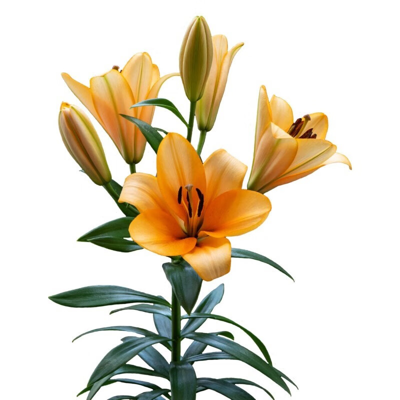 喇叭百合花球种子四季易种盆栽地栽多年生球根 橙色帝王3球14-16cm