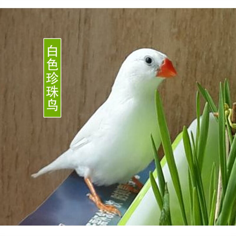 七彩文鸟受精蛋鹦鹉种鸟蛋可孵化人鸟白文鸟灰文保姆珍珠种蛋 白珍珠
