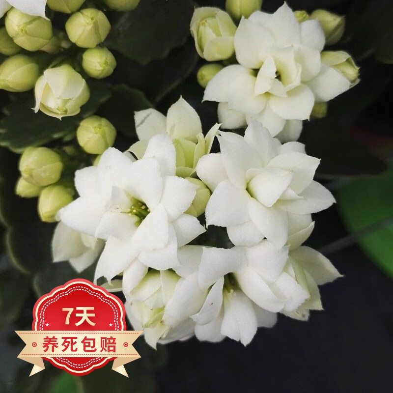 若绿 新品长寿花盆栽带花苞重瓣大花植物四季开花室内年宵花卉绿植