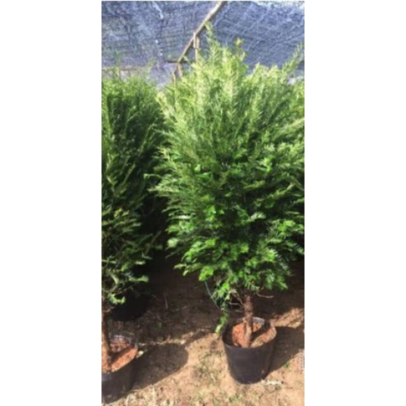 红豆杉盆栽盆景植物室内树苗公母中草药红豆杉树苗红豆杉树植物 精品