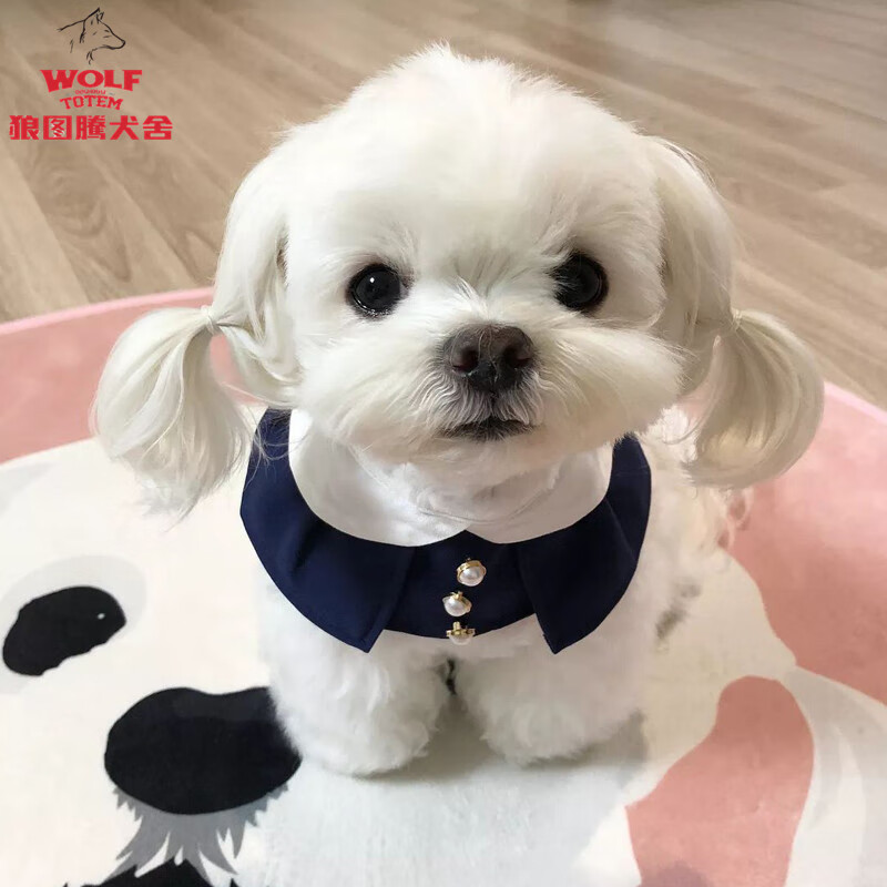 狼图腾马尔济斯幼犬纯种双血统马尔济斯犬活体 宠物狗活体幼犬活体