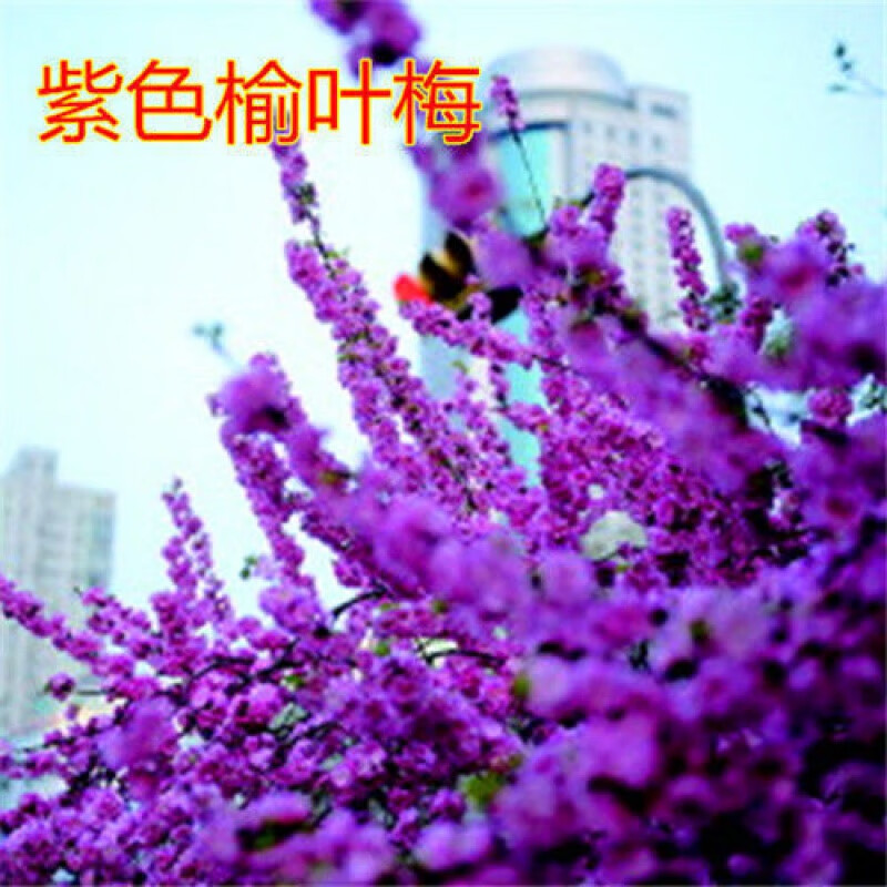 【精选】梅花盆栽盆景梅花树苗地栽四季开花南北方养殖 紫色榆叶梅 5