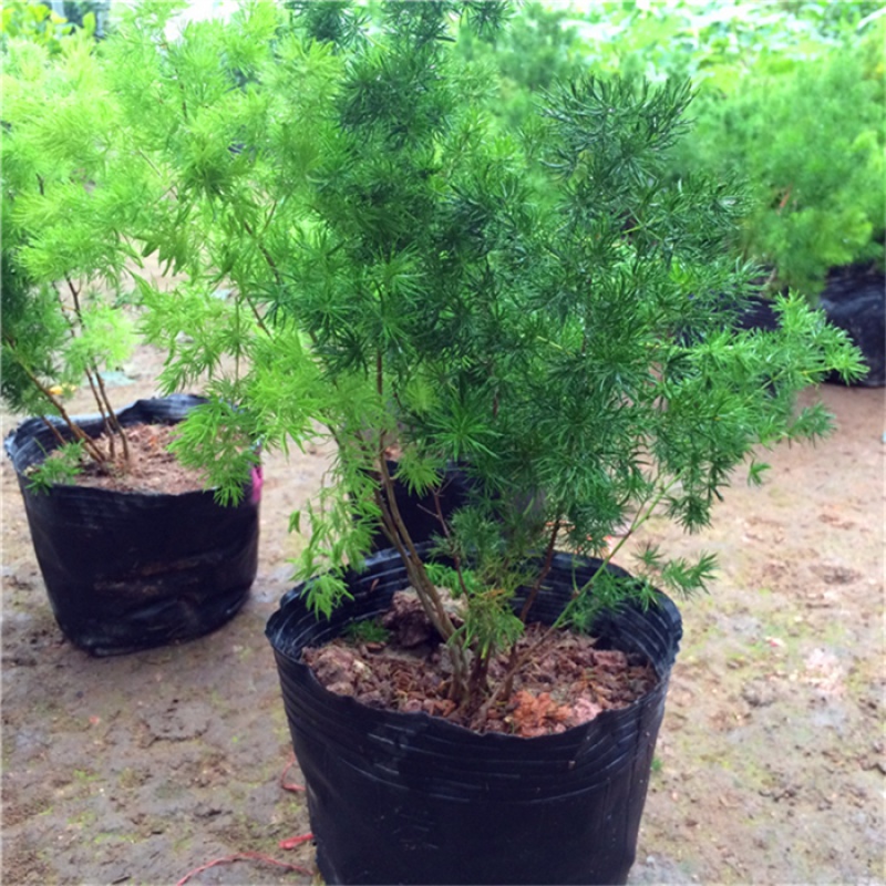 蓬莱松盆栽水养绿植室内花卉盆栽 蓬莱松大盆景植物 20-30厘米 不含盆