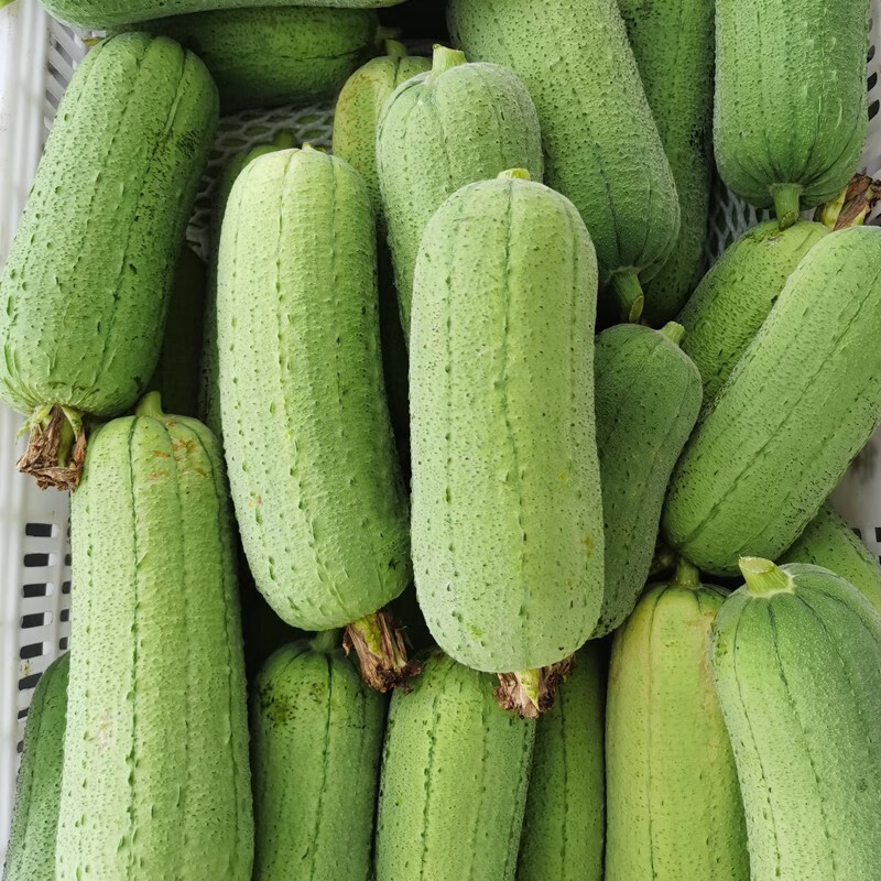 丝瓜 短棒肉丝瓜 台湾香丝瓜 水瓜 新鲜蔬菜 3斤