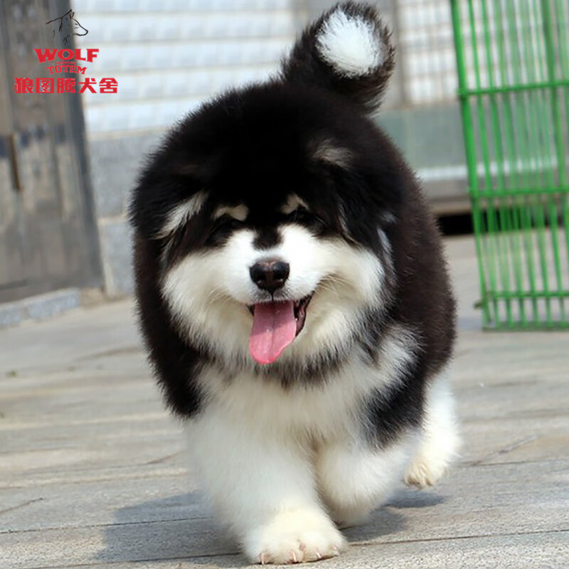 狼图腾纯种巨型阿拉斯加犬活体阿拉斯加犬幼犬宠物狗高品质幼崽宠物狗