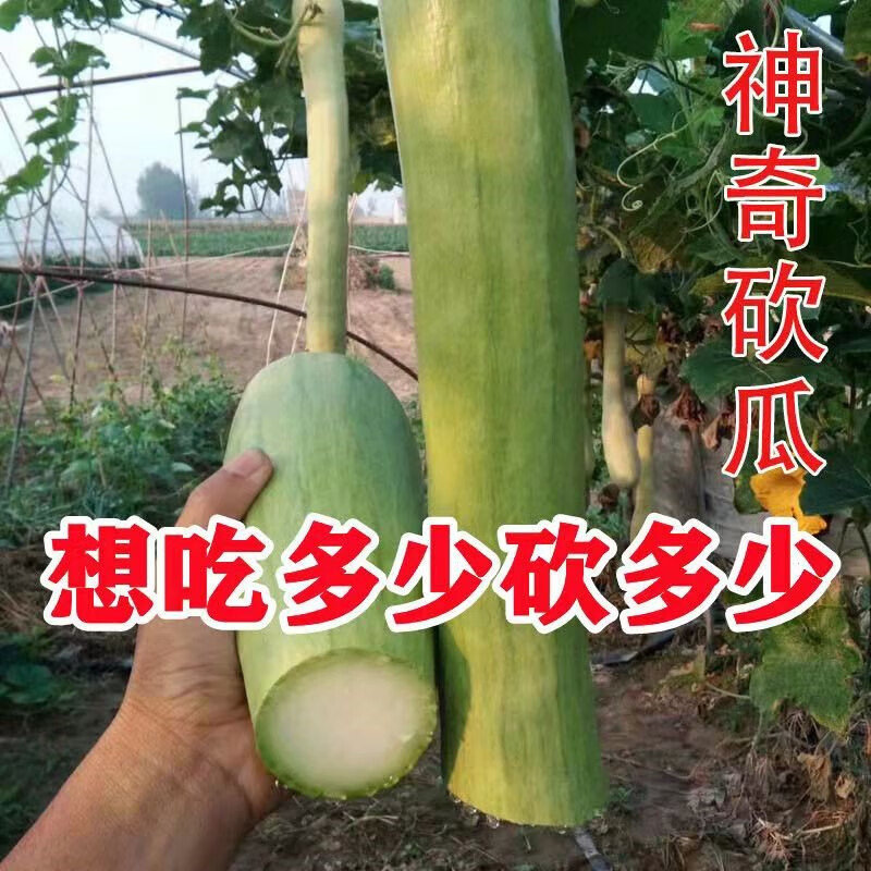 桌面有花神奇大砍瓜种子 春夏秋四季播 阳台盆栽爬藤大田瓜果高产孑