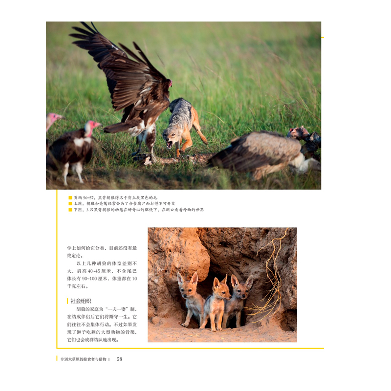 国家地理动物百科全书：非洲大草原的掠食者与猎物 国家地理少儿百科读物 [0-3岁](中国环境标志产品 绿色印刷)详情图