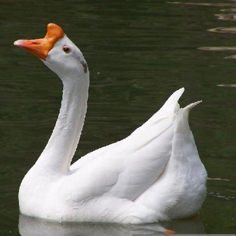 婷越岚一斤大白鹅活鹅脱温高产蛋鹅三花鹅四季鹅包活到家半大好养 5只