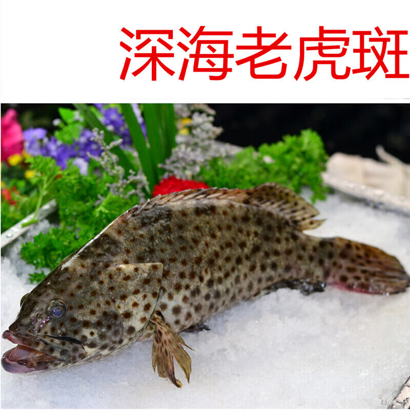 老虎斑石斑鱼海鲜现捕活发新鲜石斑鱼青石斑深海500g