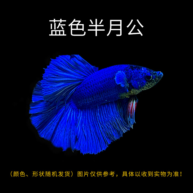 斗鱼宠物鱼活体马尾狮王半月鱼母观赏鱼活热带鱼免打氧淡水鱼 蓝色