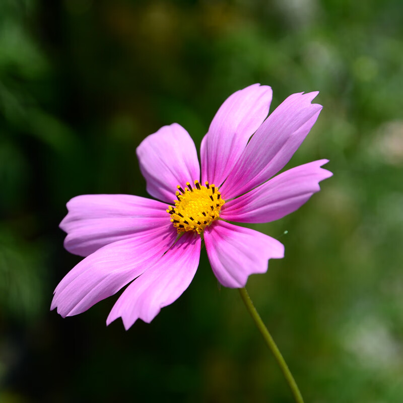 夏榆花乡云锦波斯菊野花