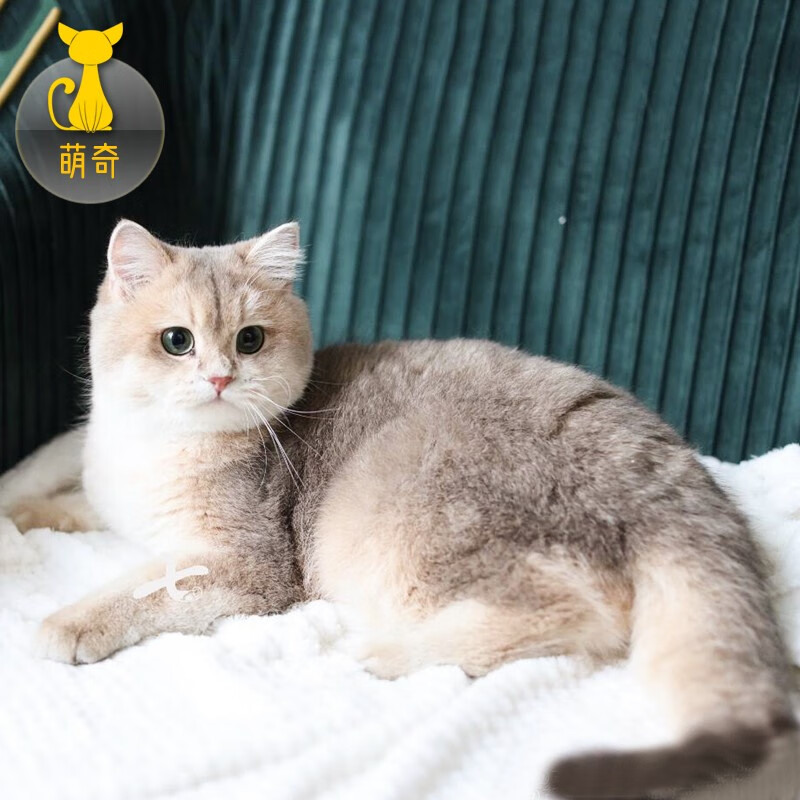 【100天健康保障】英短蓝金渐层猫幼猫活体矮脚猫宠物猫咪折耳猫起司银渐层曼基康拿破仑纯种英国短毛猫 宠物级使用感如何?