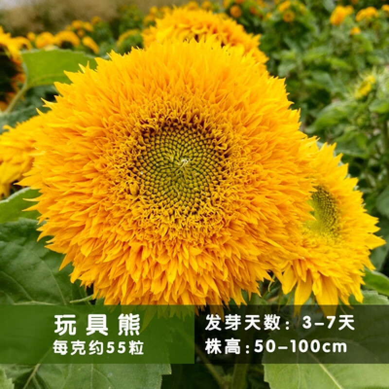 种子迷你室内阳台观赏盆栽花卉种籽 玩具熊向日葵种子100粒盆土肥料