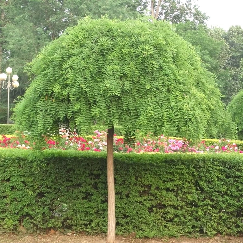 龙爪国槐 垂槐树苗 点缀绿化苗木行道树嫁接垂槐适宜南北方地栽盆栽