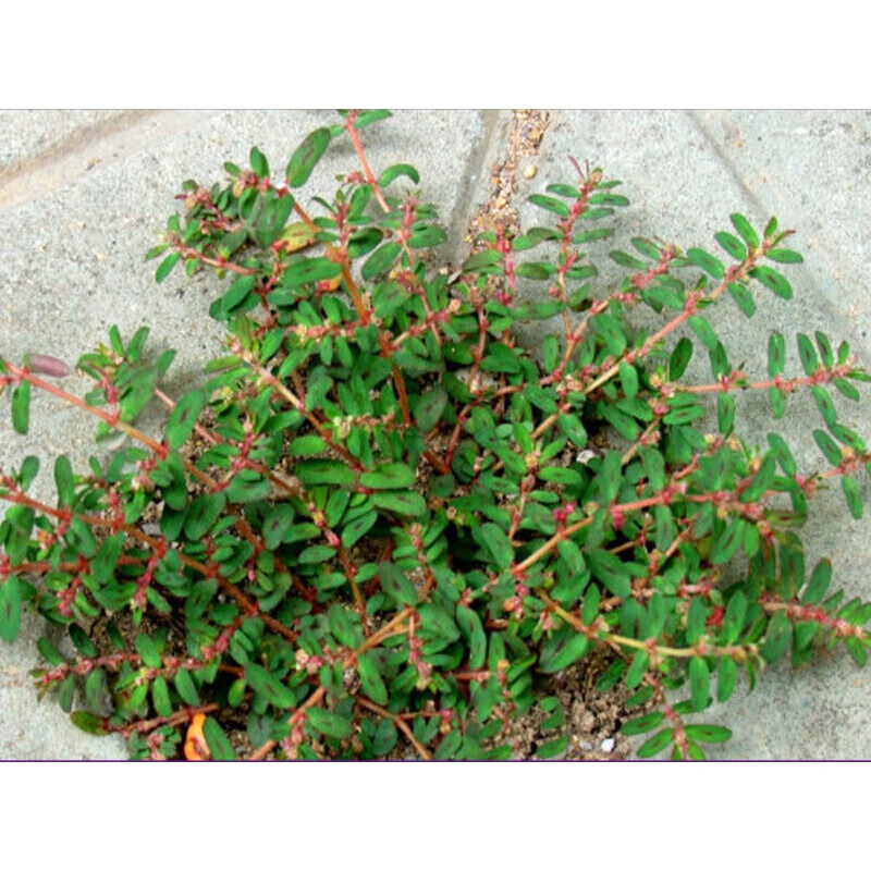 虎钢馋年新货地锦草500克血见愁 卧蛋草 铺地草 新鲜奶浆草